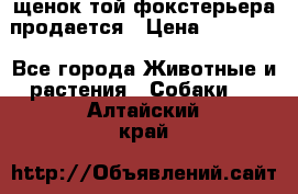 щенок той-фокстерьера продается › Цена ­ 25 000 - Все города Животные и растения » Собаки   . Алтайский край